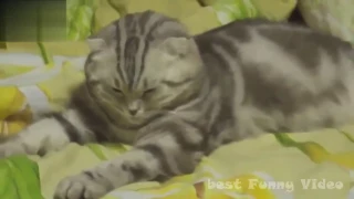 Приколы котики best cat 2016 лучшая подборка самая смешная №7