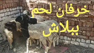 خروف الضحيه ب ٦٥٠٠ ج فقط اتفرجو علي أجمل أسعار للأغنام والماعز ١٥/ ٥/ ٢٠٢٤م