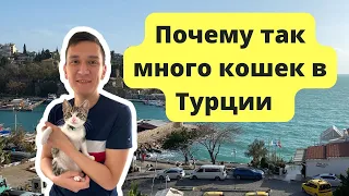 Почему в Турции много кошек. Как живут кошки в Турции. Знакомство с Ману