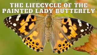 The Lifecycle of the Painted Lady Butterfly