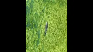 satisfying alligator