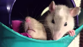 Cute Baby Rats Do Baby Rat Things