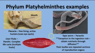 Unit 14 - Platyhelminthes & Nematodes