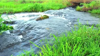 Soothing Nature Sounds,Gentle Stream Sounds for Sleeping,Forest Birds Chirping,beautiful river sound