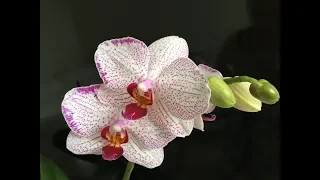 Ещё орхидеи с названиями и пять безымянных ))) Опознаем вместе ?!))