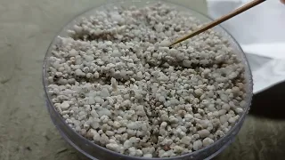 Как я произвожу посев кактусов и суккулентов в перлит