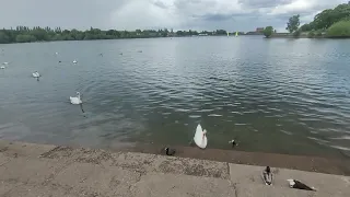 Swans and other birds  at Edgbaston Reservoir