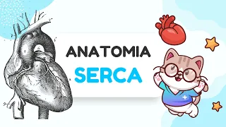 ANATOMIA SERCA