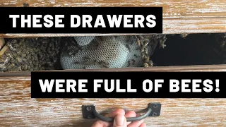 These Drawers Were Full of Bees!