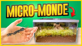 I CREATED a MAGNIFICENT Terrarium for my Primitive Ants (but...) - Harpegnatos venator