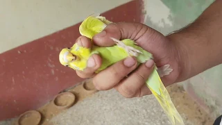 Collecting Baby Budgies From The Colony