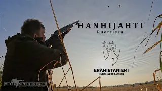 Hanhijahti Ruotsi/ Goose hunting in Sweden [ENG SUB]