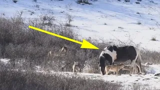 Ein Pferd traf auf sechs wilde Wölfe und tat das, was den Fotografen in Schrecken versetzte