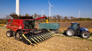 12 ROWS AT 50cm ROW DISTANCE | CORN HARVEST 2021 | Olimac DRAGO GT and CaseIH 8240 Combine Harvester