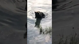 A win for the brown bears and salmon of Alaska! 🐻🐟 #NatGeo #Shorts