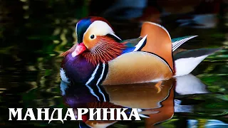 Мандаринка: Элитная утка из Китая | Интересные факты про птиц