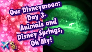 Our Disneymoon: Day 3- Animals and Disney Springs, Oh My!