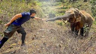 Дикий слон узнал ветеринара лечившего его 12 лет назад и сделал необычный жест!