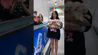 Tik Tok Chó Phốc Sóc Mini 2, Funny and Cute Pomeranian #shorts #dog