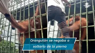 Orangután ataca a hombre al cruzar línea de seguridad