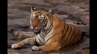 Grand old tigress of Ranthambore, Machli, dies