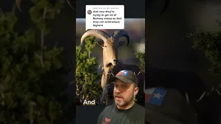 Big Horn Sheep vs Aoudad