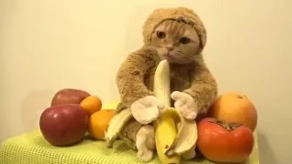 Cat as the Monkey (Кошка как Обезьяна)