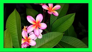 How To Grow Frangipani From Cuttings : Frangipani (Plumeria) Propagation