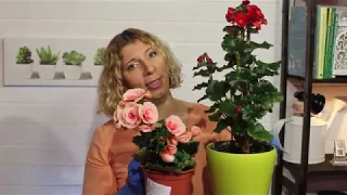 СОВЕТЫ ЭКСПЕТРОВ / Лучшее удобрение для комнатных цветов