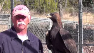 Golden Eagle