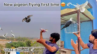 New pigeon ready to fly 🤩 ( Gole kabutar uda diye 🕊) kabutarbaz ne lgai fadak