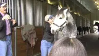 Horse Massage: Improving Lateral Flexion in the Horse using the Masterson Method®