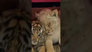 Cute Little Tiger and lion Cub in Lazy Mood | Nouman Hassan |