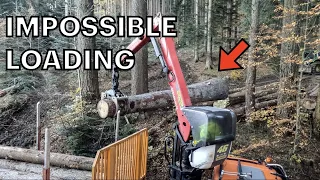 Loading very BIG SPRUCE Log⎮MAN logging Truck⎮Autumn 2023