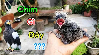 Đi nhận tổ chim non khổng lồ và cái kết … ngã ngửa/ QUÝ RÒM