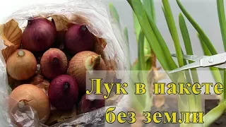 Как вырастить лук на зелень в пакете без земли