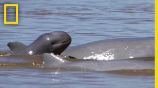 Endangered River Dolphin Species’ Numbers On the Rise | National Geographic