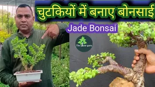 चुटकियों में बनाए बोनसाई || how to make jade plant bonsai || unique tips and idias ||
