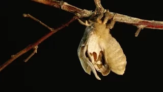 Polyphemus Moth Expands Its Wings at The Caterpillar Lab