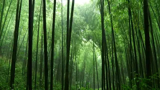 Rain sound in the Bamboo grove (Forest) 울창한 대나무 숲에 내리는 빗소리