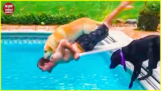 20 Incredible Moments Of Old Dog New Fails | Funny Dogs Fail Compilation