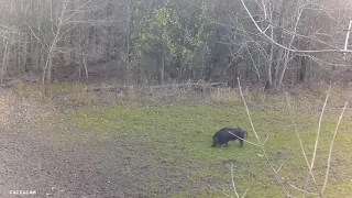 12/06/2018 Tactacam Bow kill on a big boar