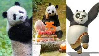 Baby Pandas - Cute and Funny Panda Videos Compilation #4 |  panda funny cute animals | Cute Animals.