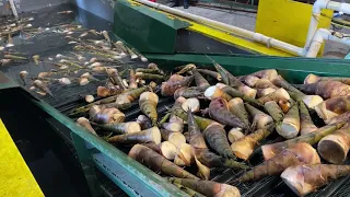 The First Commercial Bamboo Shoot Packing House in the United States