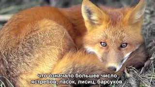 How Wolves Change Rivers (Russian Subs)