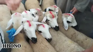 خروفة العيد من سوق السبت أولاد النمة إقليم الفقيه بن صالح 🔥🔥🐏