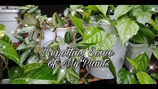 Vlog #70: Repotting Some of My Plants (May 11, 2021)