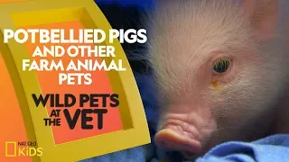 Potbellied Pigs and other Farm Animals | Wild Pets at the Vet
