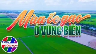 Nhịp sống đồng bằng: Mùa ốc gạo ở vùng biên