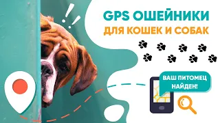 Обзор и тест GPS ошейников для кошек и собак! | Amazin.su